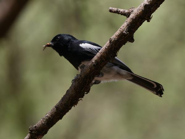 <h3><a href="/trips/tanzania/biota/animalia/chordata/aves/040 passeriformes/069 paridae/melaniparus albiventris/melaniparus albiventris-nl.html">Melaniparus&nbsp;albiventris</a> / White‑bellied&nbsp;tit / Witbuikmees</h3>OM-1 Mark II met OLYMPUS M.150-400mm F4.5, 1/2000 sec  bij F4.5, ISO 1000, afstand 12.5&nbsp;m